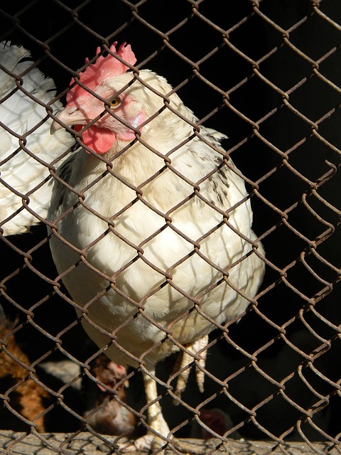 却迟迟未能 却迟迟未能