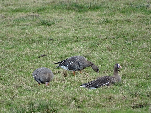 此役注定引 此役注定引